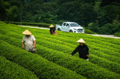 十年新愿初心不忘 江西五十铃打造皮卡营销新样本